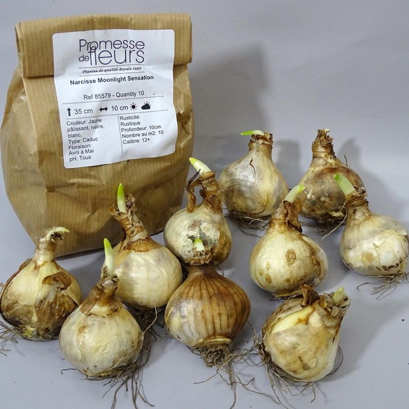 Beispiel eines Exemplars von Narcissus Moonlight Sensation Zwiebel Kaliber/Größe 10+ wie geliefert
