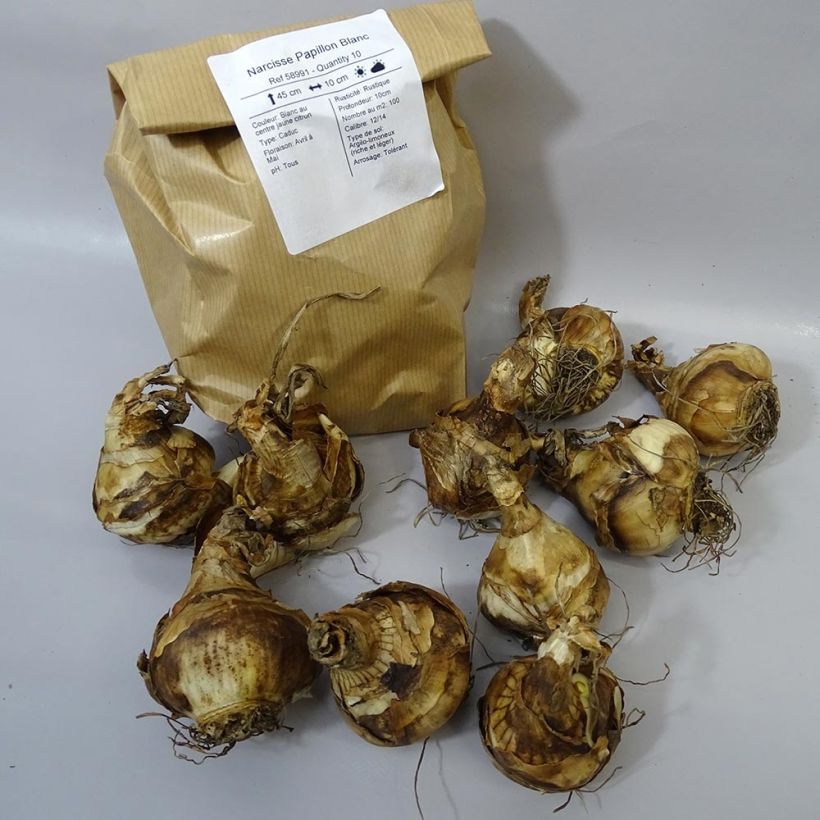 Beispiel eines Exemplars von Narcissus Papillon Blanc Zwiebel Kaliber/Größe 12+ wie geliefert