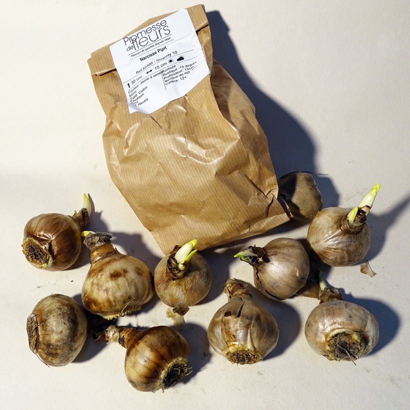 Beispiel eines Exemplars von Narcissus Pipit Zwiebel Kaliber/Größe 12+ wie geliefert