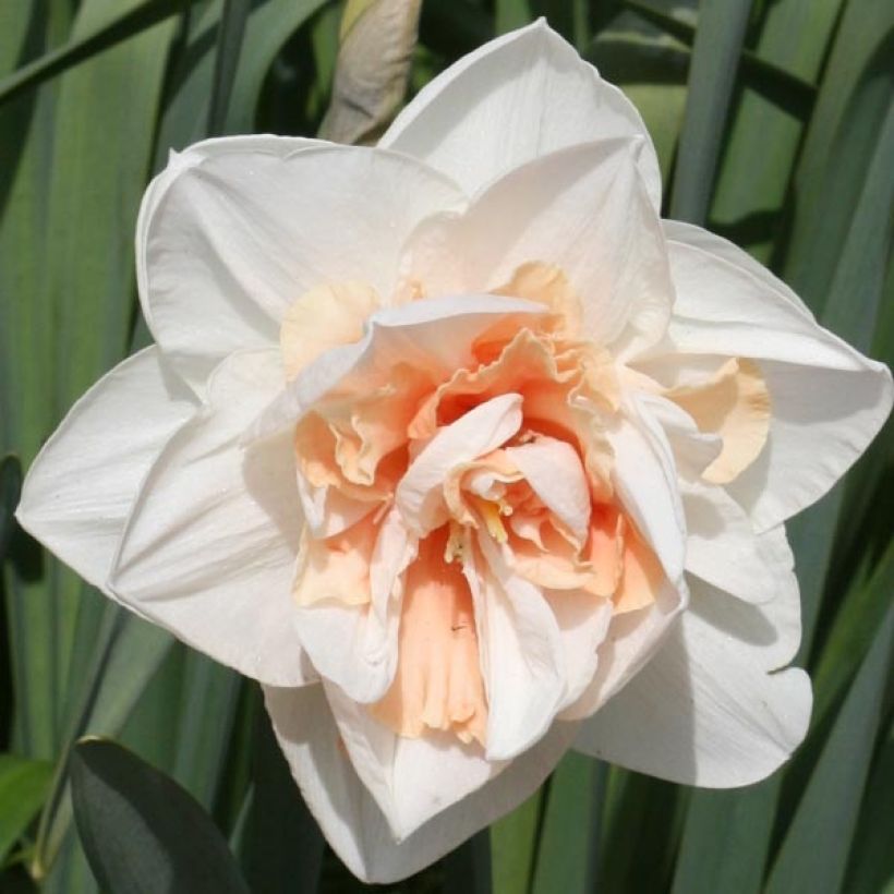 Narcissus Replete (Blüte)