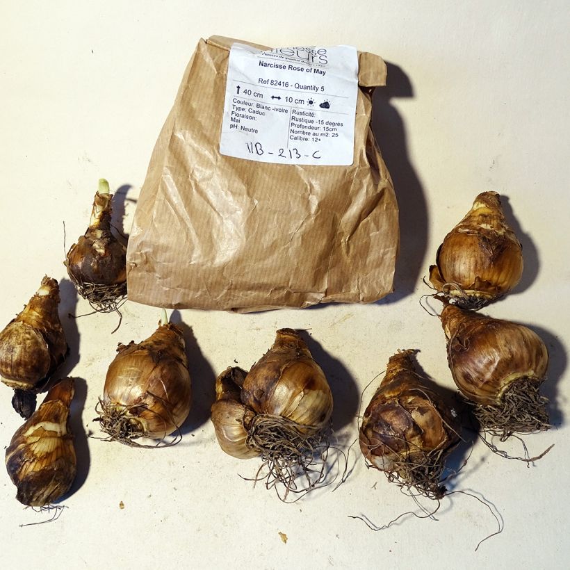 Beispiel eines Exemplars von Narcissus Rose of May Zwiebel Kaliber/Größe 12+ wie geliefert