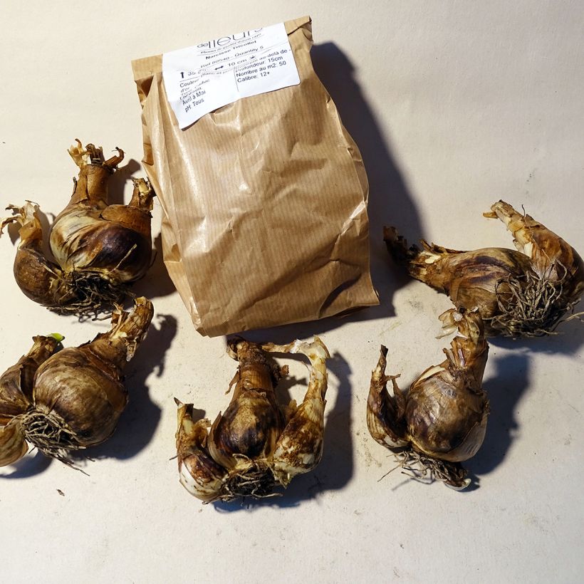 Beispiel eines Exemplars von Narcissus Tricollet Zwiebel Kaliber/Größe 12+ wie geliefert