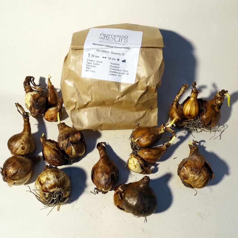 Beispiel eines Exemplars von Narcissus odorus Campernelle Zwiebel Kaliber/Größe 10+ wie geliefert
