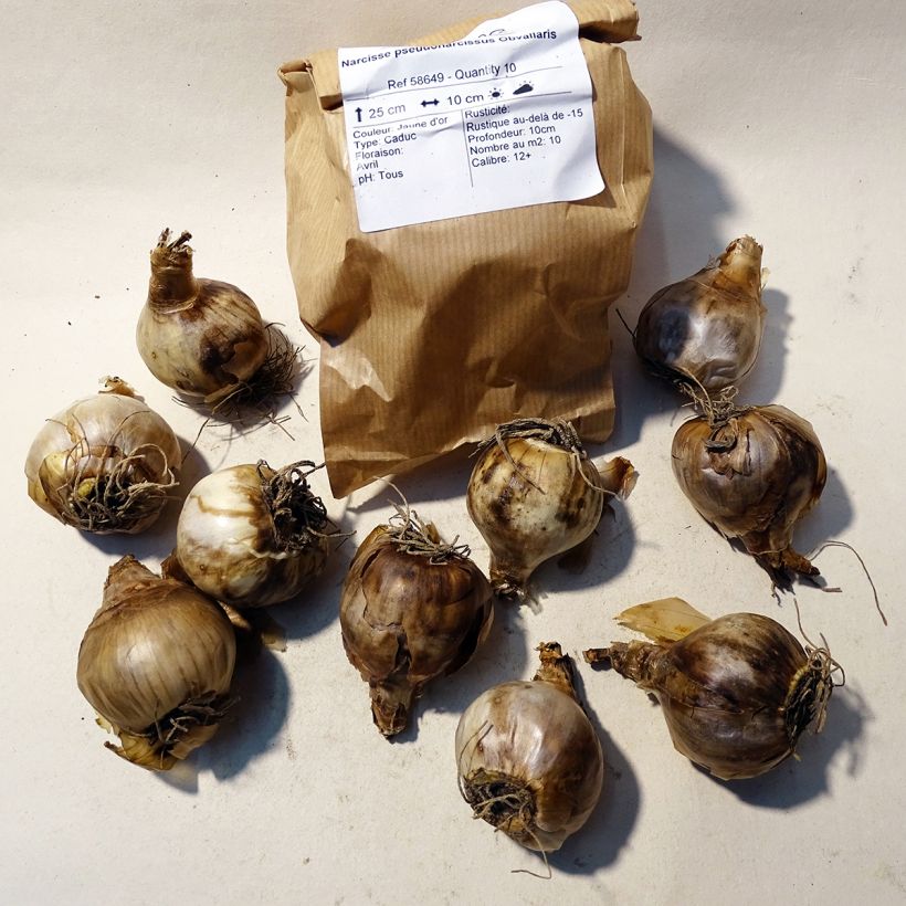Beispiel eines Exemplars von Narcissus pseudonarcissus Obvallaris Zwiebel Kaliber/Größe 12+ wie geliefert