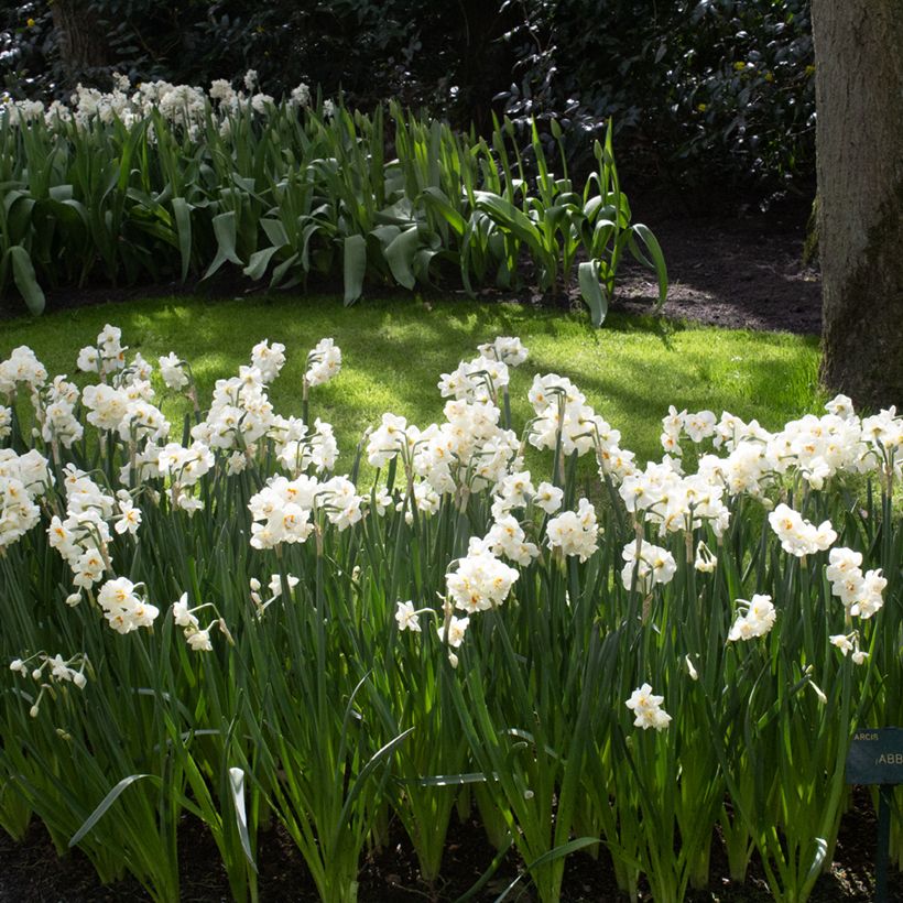 Narcissus tazetta Abba (Hafen)