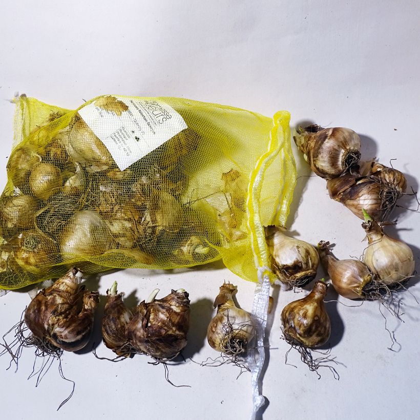 Beispiel eines Exemplars von Narcissus Sélection Schryve Zwiebel Kaliber/Größe 12+ wie geliefert