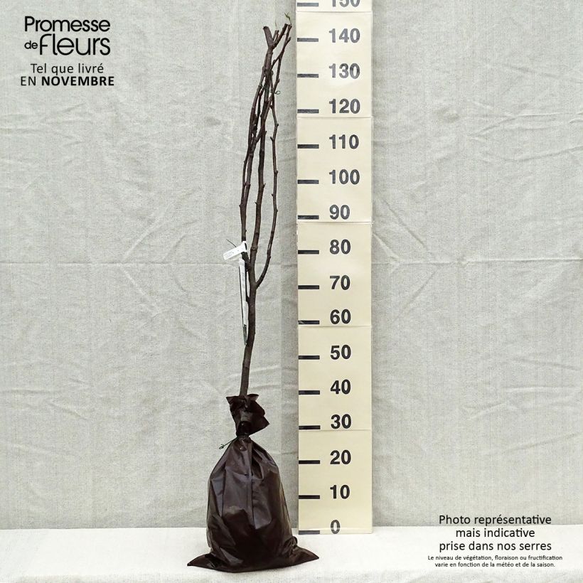 Exemplar von Nashi-Birne Hosui - Pyrus pyrifolia Plug "Fertig-zum-Pflanzen", Gobelet-Form wie im Herbst geliefert