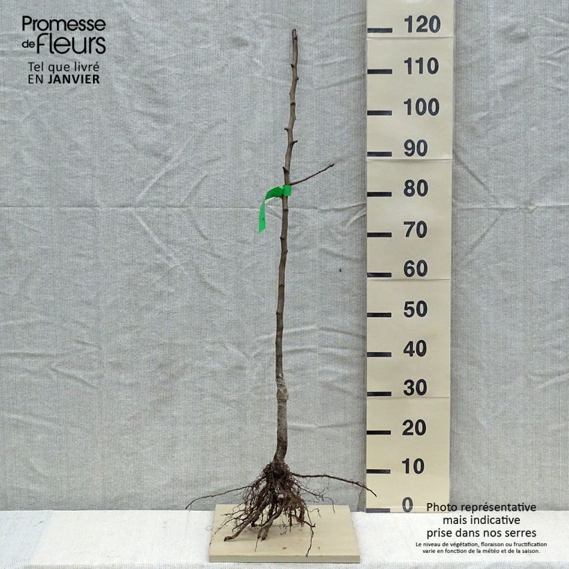 Exemplar von Nashi-Birne Hosui Bio - Pyrus pyrifolia Wurzelnackt, Heister wie im Winter geliefert