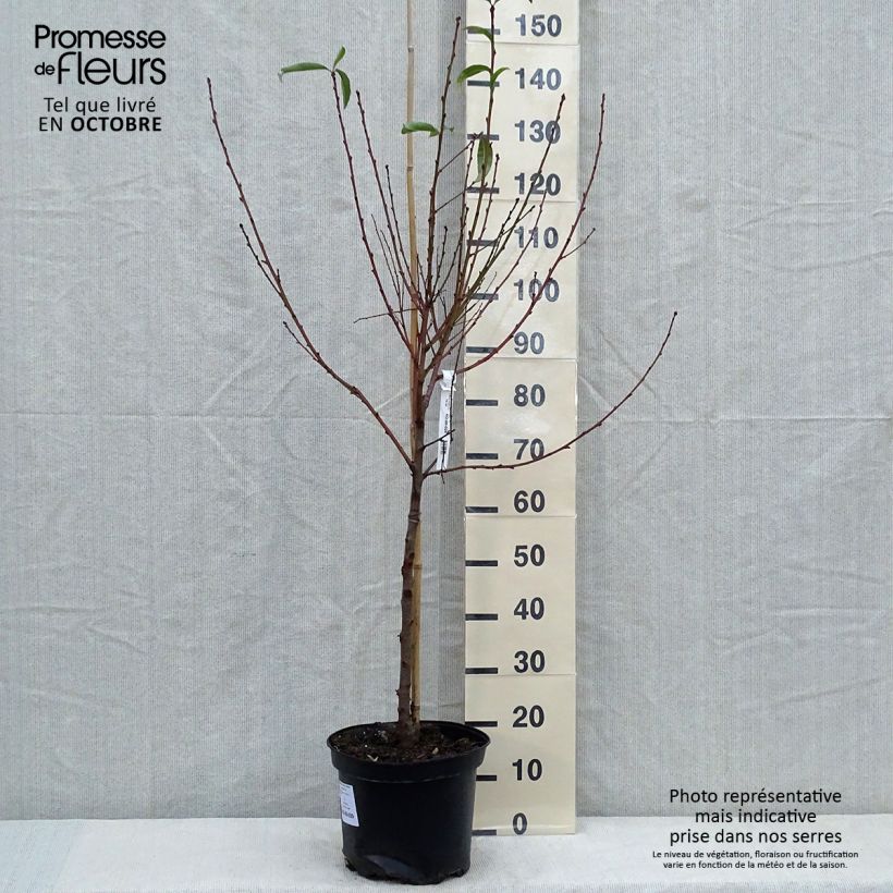 Exemplar von Nektarine Fantasia - Prunus persica var. nucipersica Topf mit 7,5L/10L, Gobelet-Form wie im Herbst geliefert