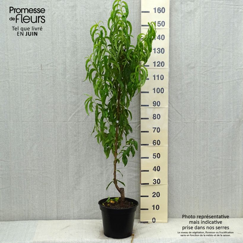 Exemplar von Nektarine Fantasia - Prunus persica var. nucipersica Topf mit 7,5L/10L, Gobelet-Form wie im Sommer geliefert