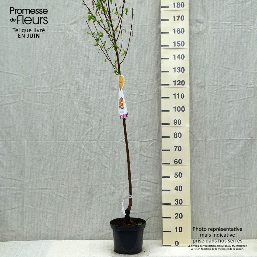 Exemplar von Nektarine Flavor Top - Prunus persica-nucipersica Topf mit 7,5L/10L, Halbstamm wie im Frühjahr geliefert