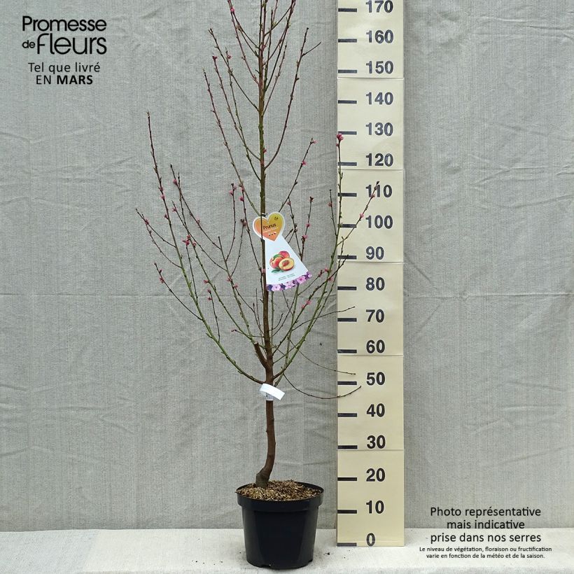 Exemplar von Nektarine Flavor Top - Prunus persica-nucipersica Topf mit 7,5L/10L, Gobelet-Form wie im Frühjahr geliefert