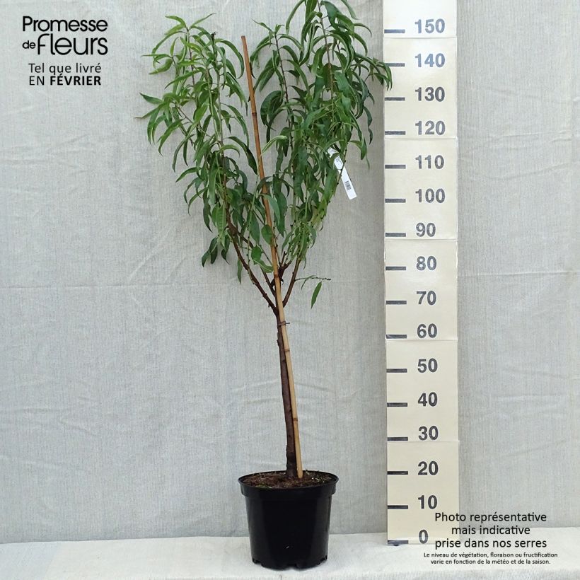 Exemplar von Nektarine Morton - Prunus persica Topf mit 7,5L/10L, Gobelet-Form wie im Herbst geliefert