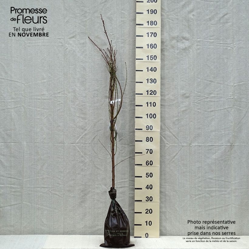 Exemplar von Nektarine Nectared 6 - Prunus persica nucipersica Plug "Fertig-zum-Pflanzen", Heister wie im Herbst geliefert