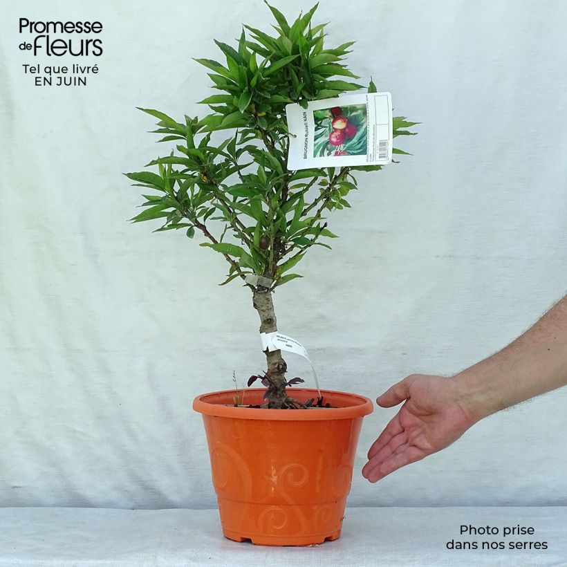 Exemplar von Zwerg-Nektarine Rubis Necta Zee - Prunus persica Topf mit 7,5L/10L, 1/4 Stängel wie im Sommer geliefert
