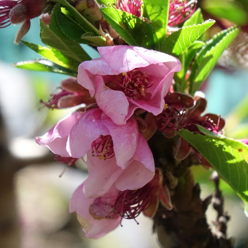 Zwerg-Nektarine Snow Baby Zaisno - Prunus persica (Blüte)