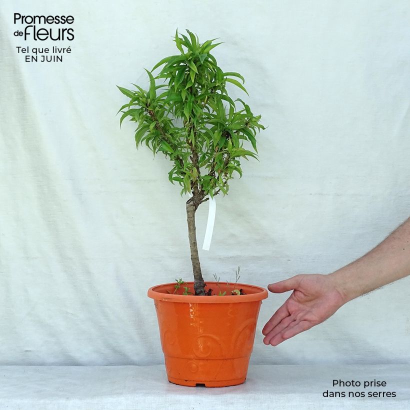 Exemplar von Zwerg-Nektarine Snow Baby Zaisno - Prunus persica Topf mit 7,5L/10L, Zwergform wie im Sommer geliefert