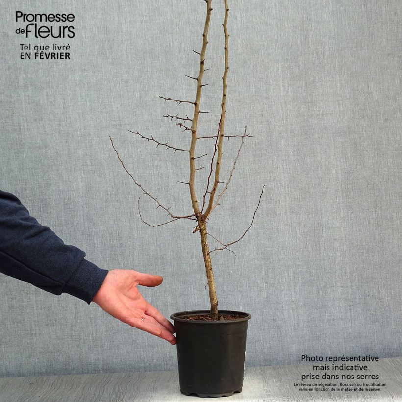 Exemplar von Echte Mispel - Mespilus germanica Topf mit 2L/3L wie im Winter geliefert