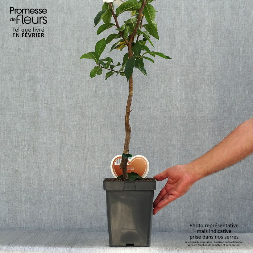 Exemplar von Echte Mispel Westerveld - Mespilus germanica Topf mit 4L/5L wie im Herbst geliefert