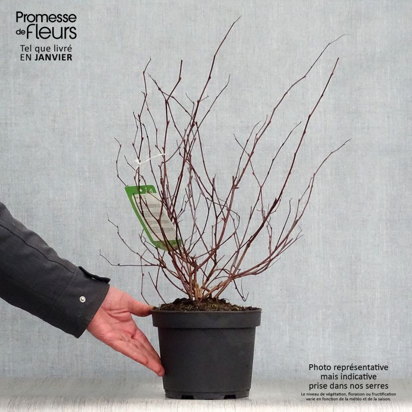 Exemplar von Neillia affinis - Traubenspiere Topf mit 2L/3L wie im Winter geliefert