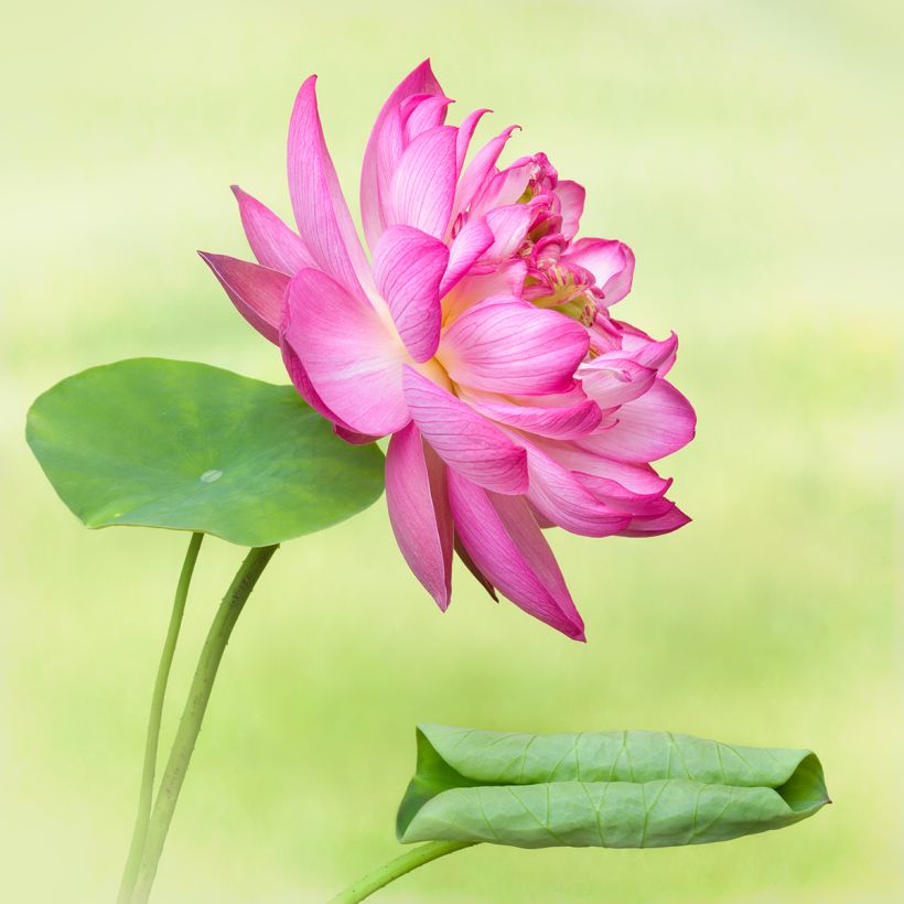 Nelumbo Elite Red - Indische Lotosblume (Blüte)