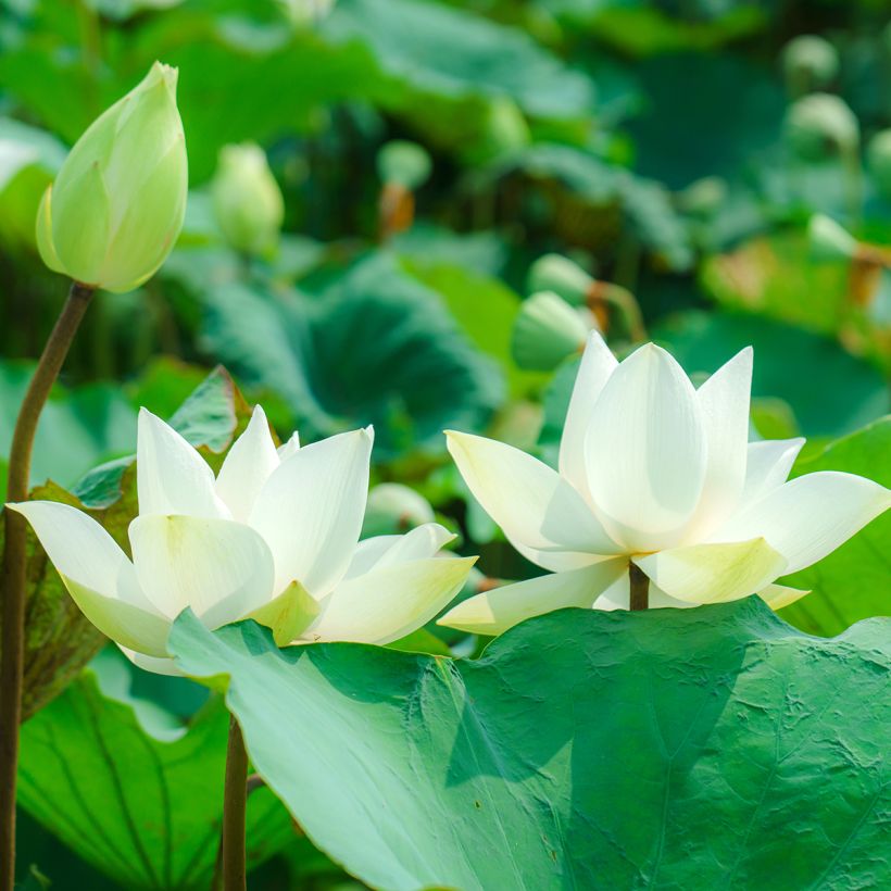 Nelumbo nucifera Hong Bian Yudie - Indische Lotosblume (Blüte)