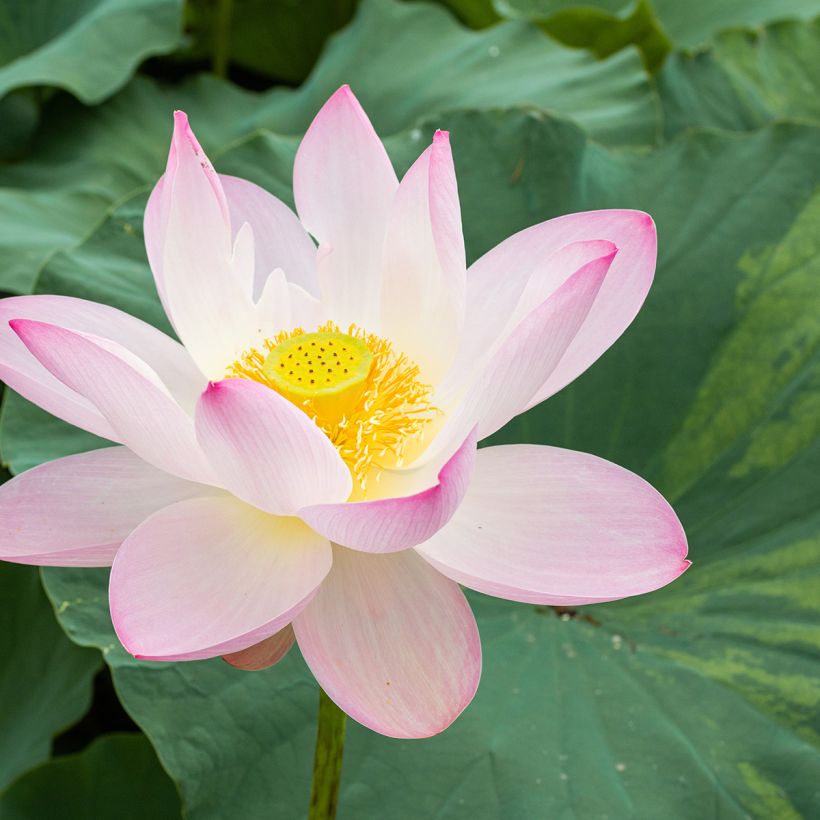 Nelumbo nucifera - Indische Lotosblume (Blüte)