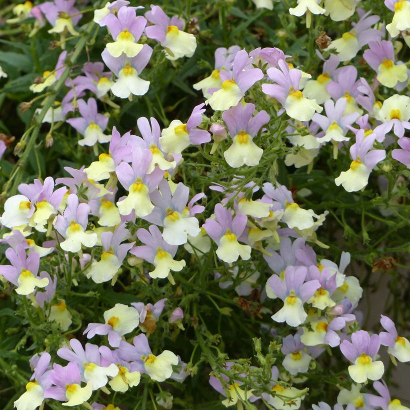 Nemesia Pink Lemonade (Blüte)