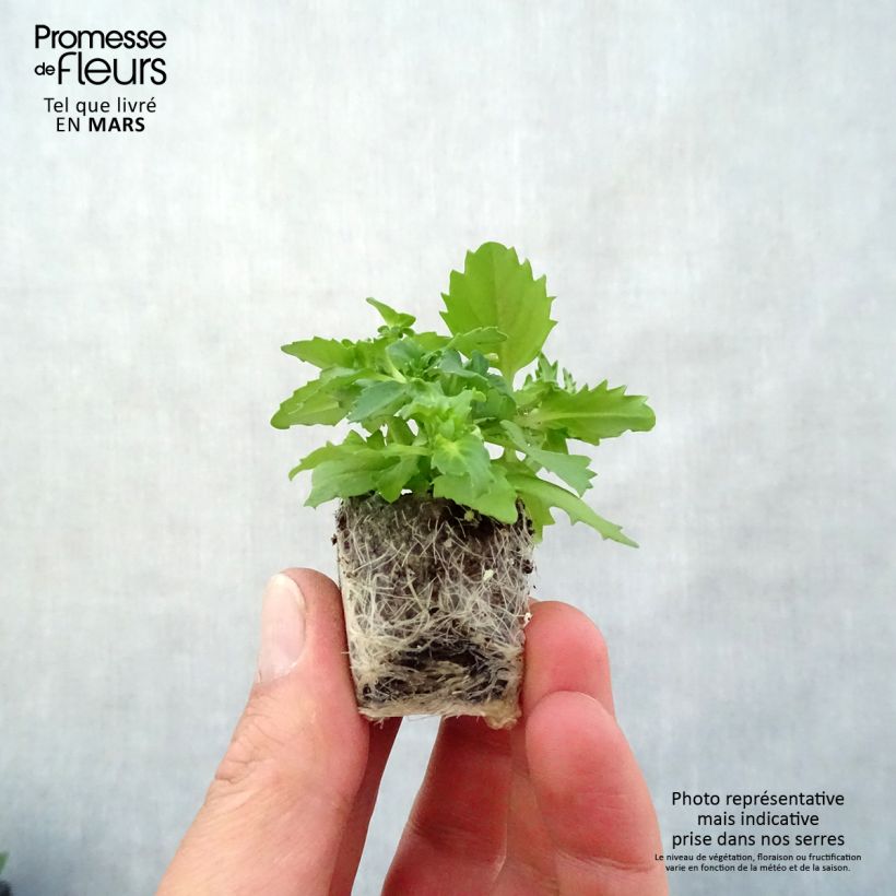 Exemplar von Nemesia strumosa Sunsatia Plus Berry Delight Mini-Plug Ø 3/4 cm wie im Frühjahr geliefert