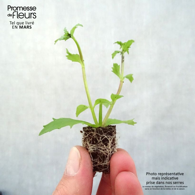Exemplar von Nemesia strumosa Sunsatia Plus Lychee Mini-Plug Ø 3/4 cm wie im Frühjahr geliefert