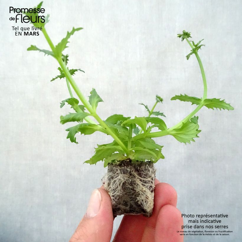 Exemplar von Nemesia strumosa Sunsatia Plus Pomelo Mini-Plug Ø 3/4 cm wie im Frühjahr geliefert