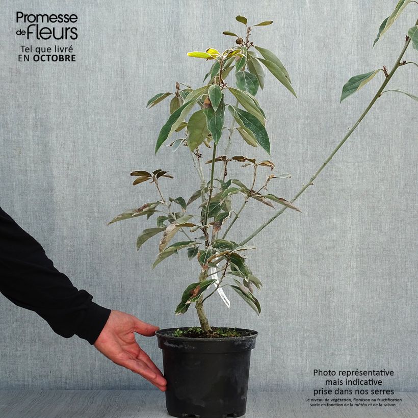 Exemplar von Neolitsea sericea - Neolitseie Topf mit 4L/5L wie im Herbst geliefert