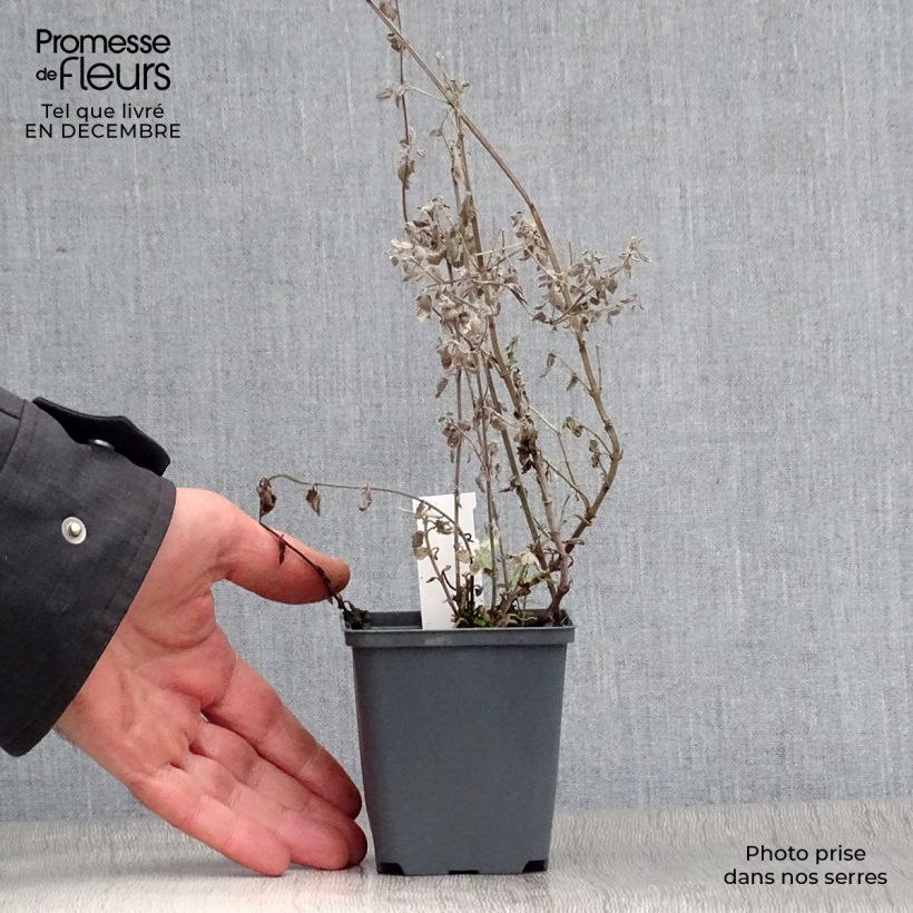 Exemplar von Katzenminze Blue Dragon - Nepeta Kleine Töpfe von 8/9 cm wie im Winter geliefert