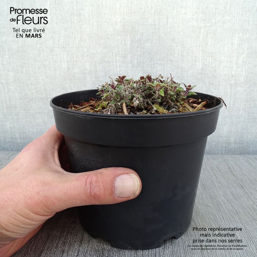 Exemplar von Katzenminze Kit Cat - Nepeta faassenii Topf mit 2L/3L wie im Winter geliefert