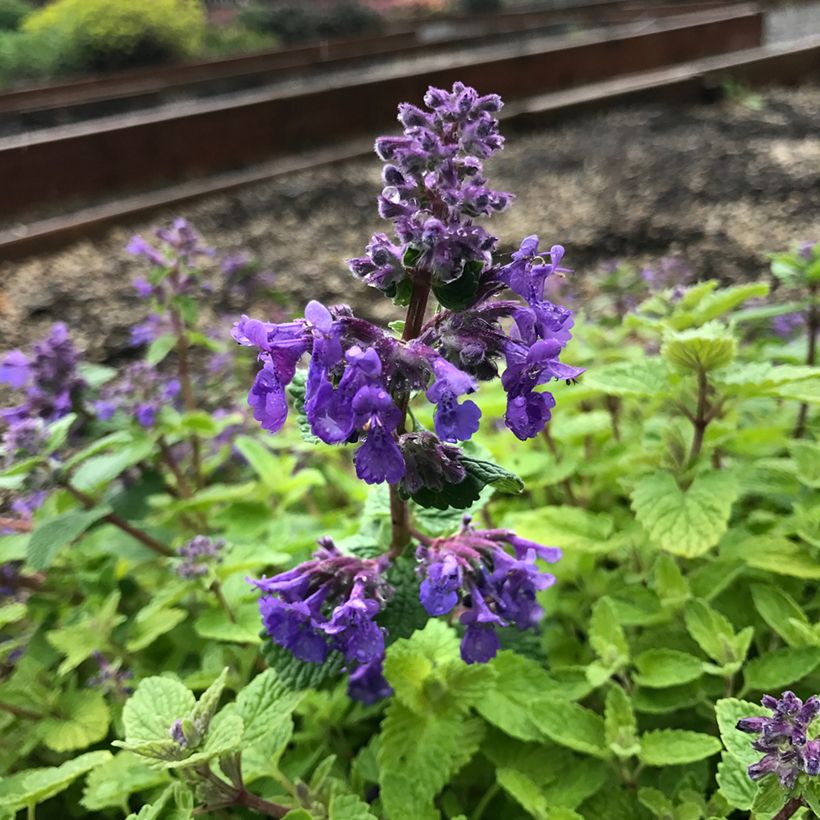 Katzenminze Nova Blue - Nepeta x faassenii  (Blüte)