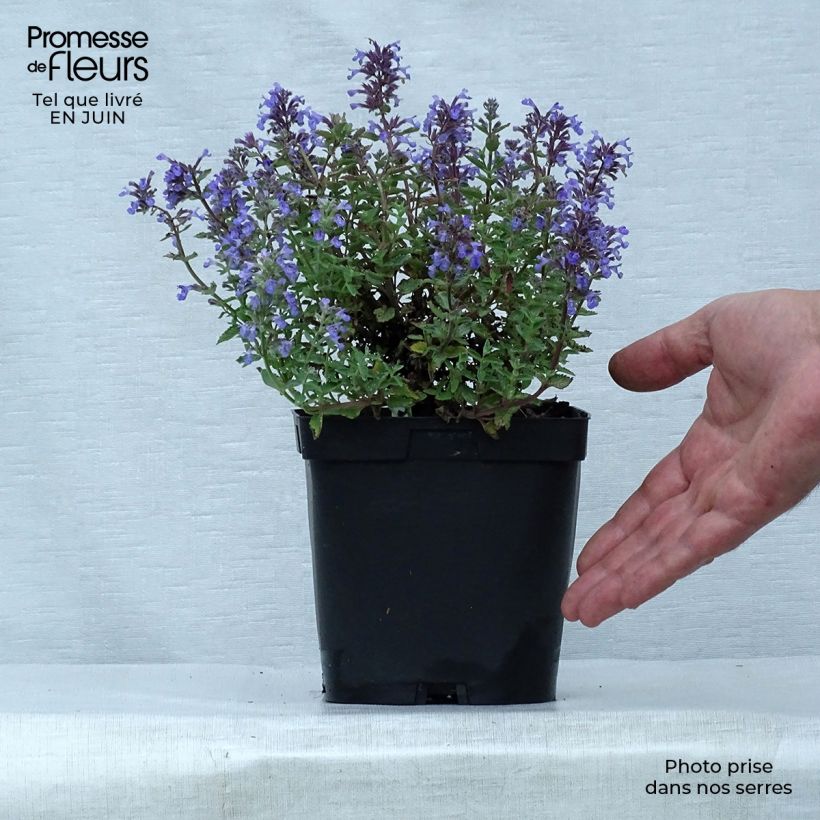 Exemplar von Katzenminze Purrsian Blue - Nepeta faassenii Topf mit 2L/3L wie im Sommer geliefert