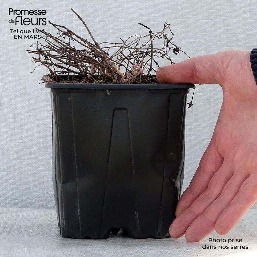 Exemplar von Katzenminze Purrsian Blue - Nepeta faassenii Topf mit 2L/3L wie im Frühjahr geliefert