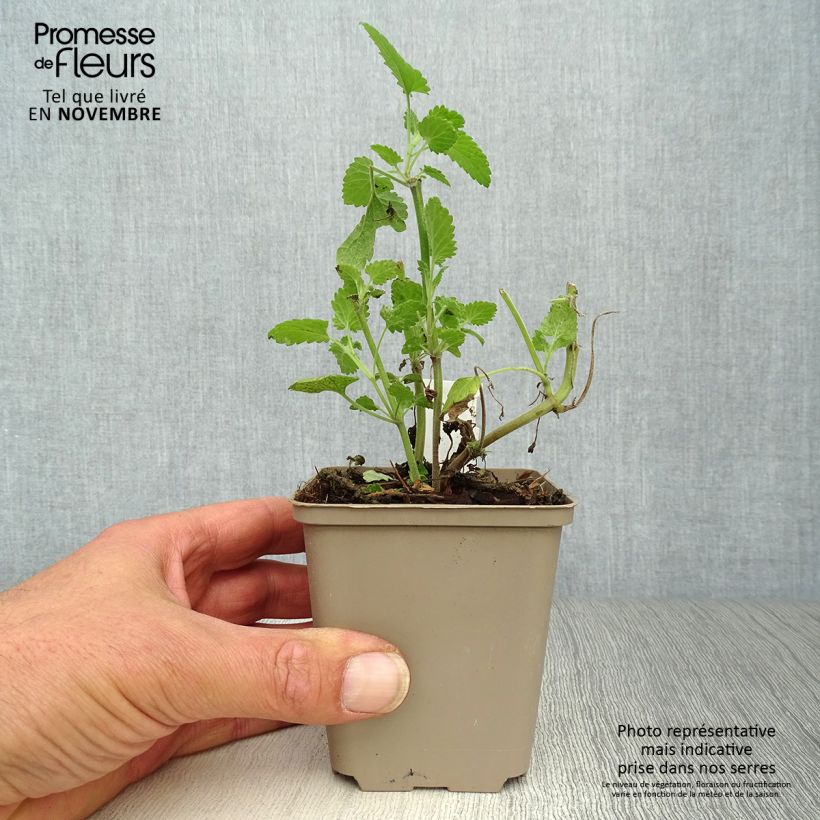 Exemplar von Echte Katzenminze Citriodora - Nepeta cataria Kleine Töpfe von 8/9 cm wie im Herbst geliefert