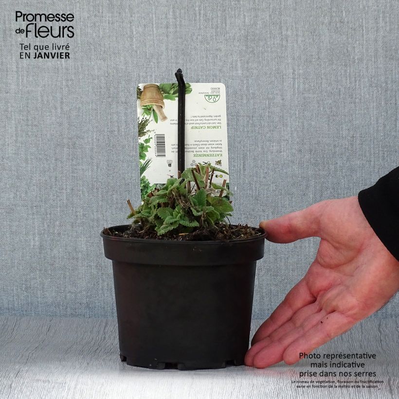 Exemplar von Echte Katzenminze Citriodora - Nepeta cataria Topf mit 1,5L/2L wie im Winter geliefert