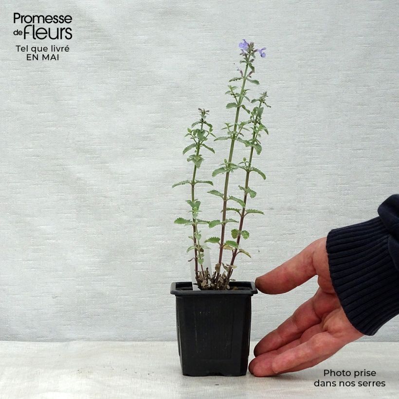 Exemplar von Katzenminze Cat's Meow - Nepeta faassenii Kleine Töpfe von 8/9 cm wie im Frühjahr geliefert