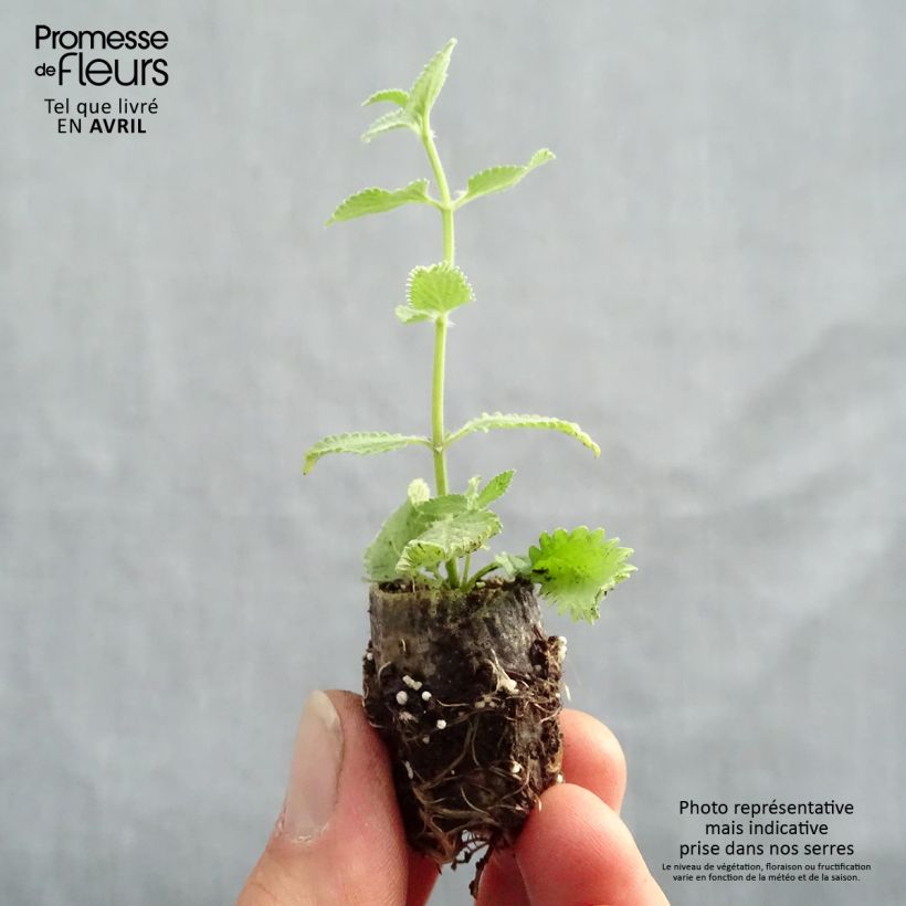 Exemplar von Katzenminze Cat's Meow - Nepeta faassenii Mini-Plug Ø 1,5/2,5 cm wie im Frühjahr geliefert