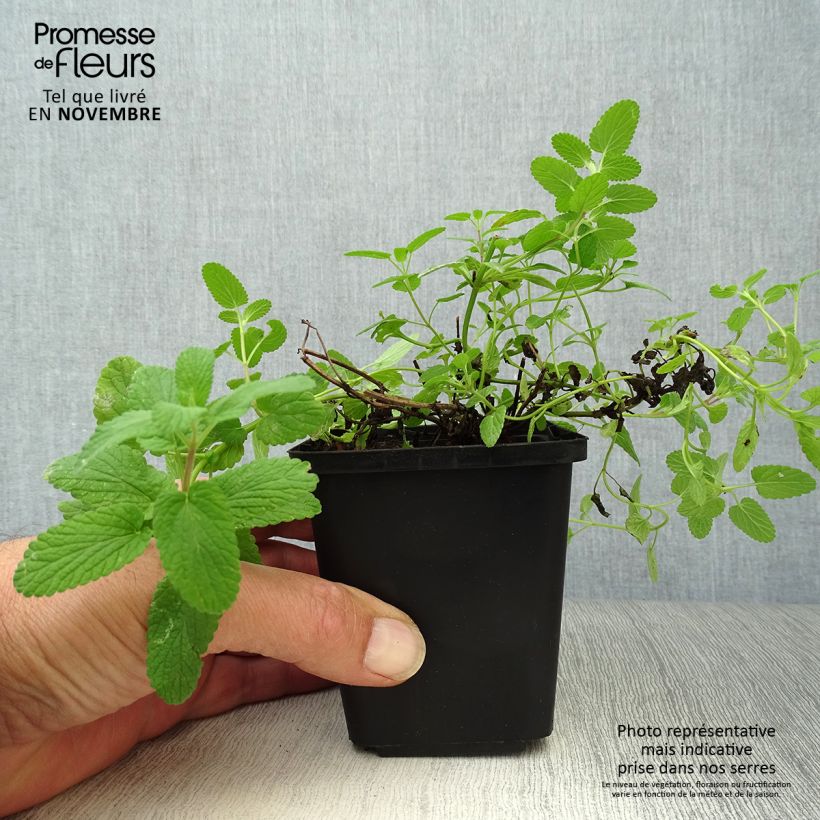 Exemplar von Katzenminze - Nepeta faassenii Kleine Töpfe von 8/9 cm wie im Herbst geliefert