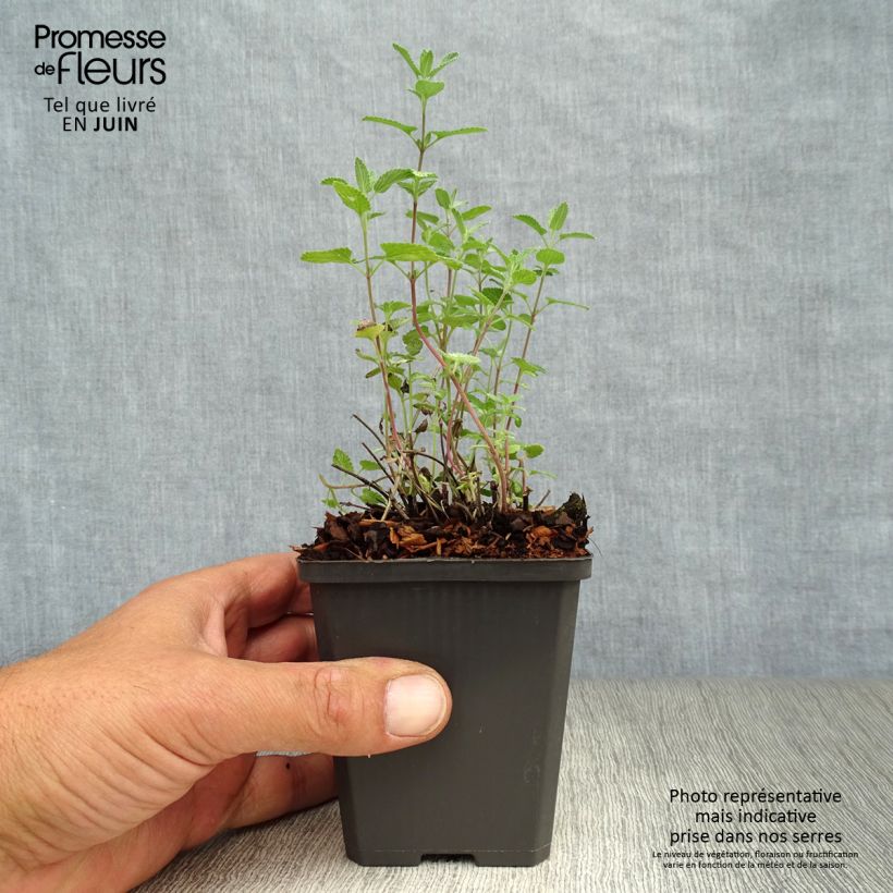 Exemplar von Katzenminze - Nepeta faassenii Kleine Töpfe von 8/9 cm wie im Sommer geliefert