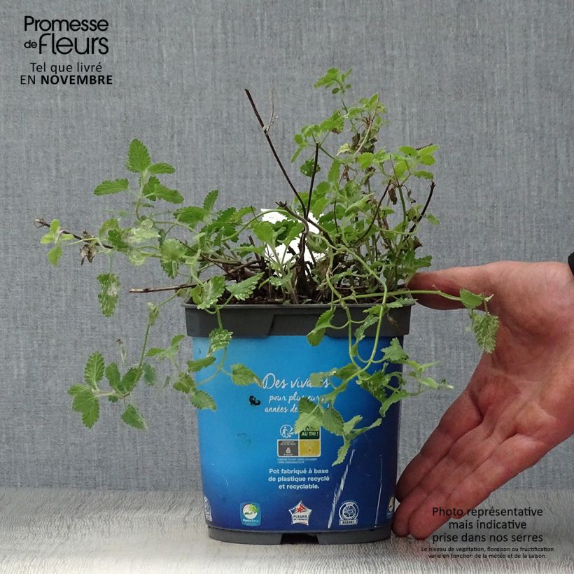 Exemplar von Katzenminze Six Hill s Giant - Nepeta faassenii Topf mit 2L/3L wie im Herbst geliefert