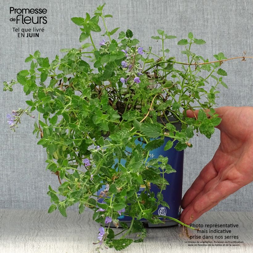Exemplar von Katzenminze Six Hill s Giant - Nepeta faassenii Topf mit 2L/3L wie im Sommer geliefert