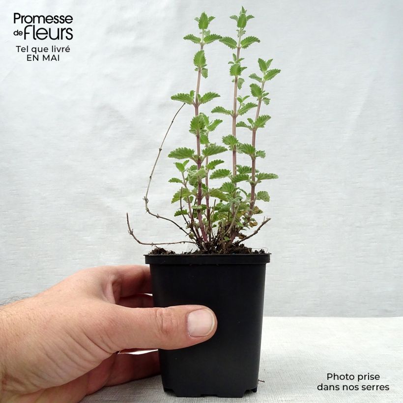 Exemplar von Katzenminze Walker's Low - Nepeta faassenii Kleine Töpfe von 8/9 cm wie im Frühjahr geliefert