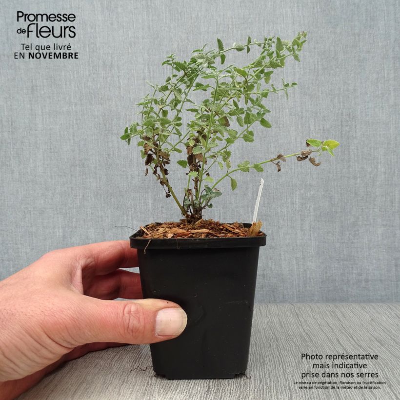 Exemplar von Katzenminze Walker's Low - Nepeta faassenii Kleine Töpfe von 8/9 cm wie im Herbst geliefert