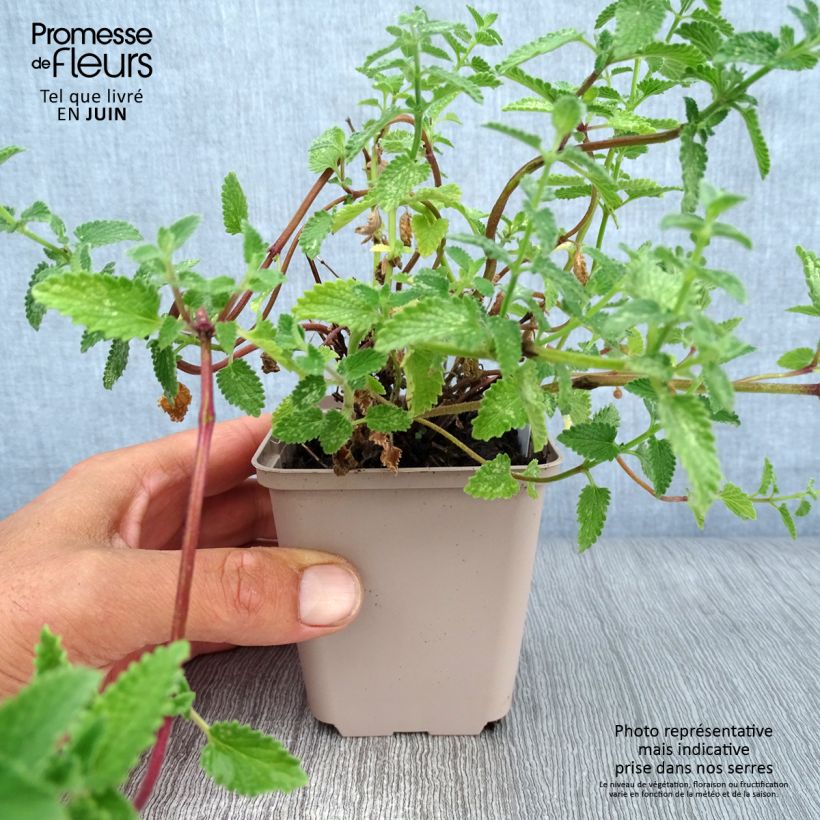Exemplar von Katzenminze Walker's Low - Nepeta faassenii Kleine Töpfe von 8/9 cm wie im Sommer geliefert