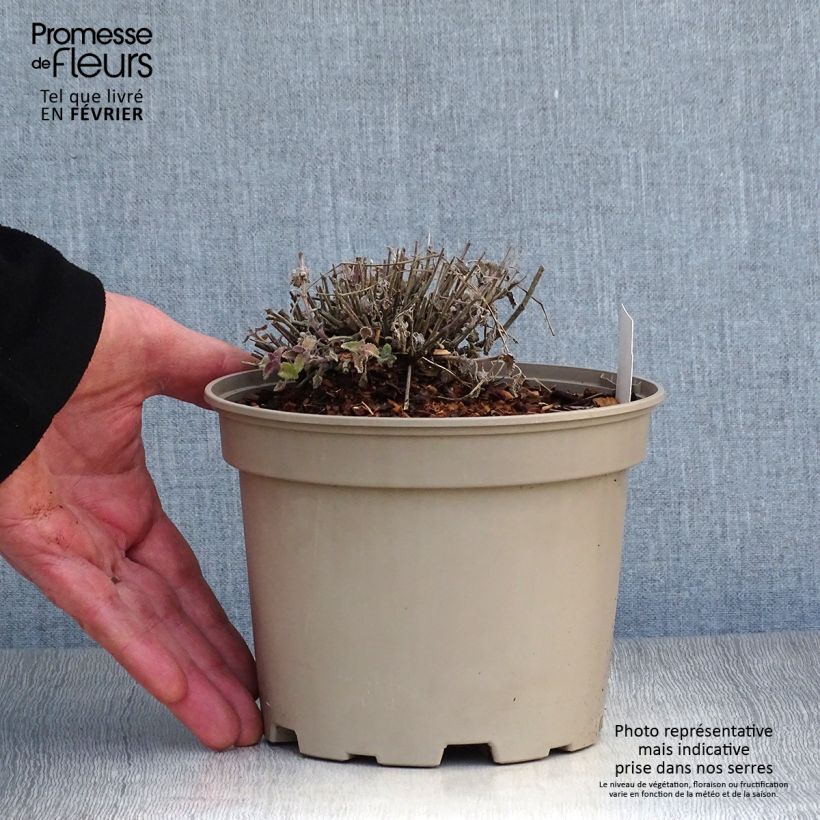 Exemplar von Katzenminze Walker's Low - Nepeta faassenii Topf mit 2L/3L wie im Winter geliefert