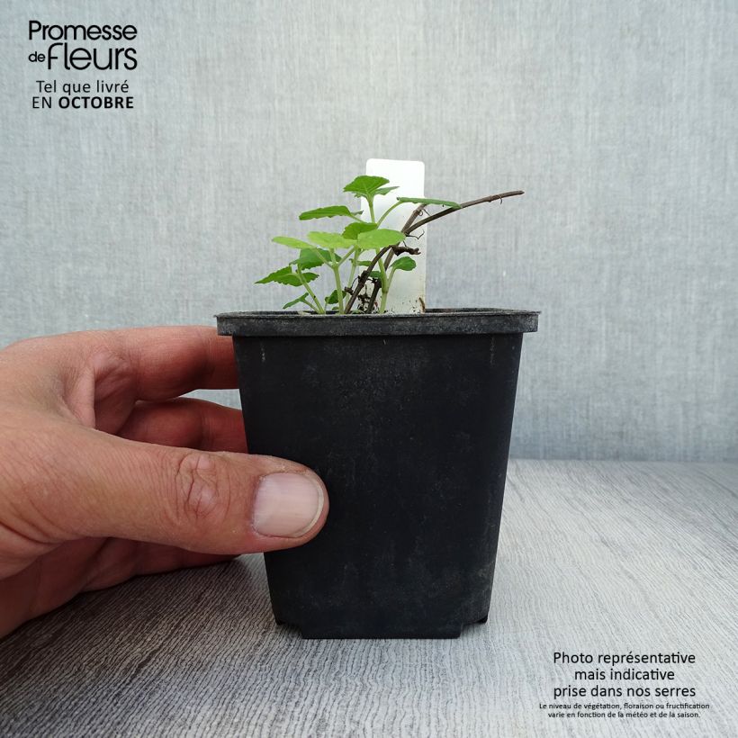 Exemplar von Himalaya-Katzenminze - Nepeta govaniana Kleine Töpfe von 8/9 cm wie im Herbst geliefert